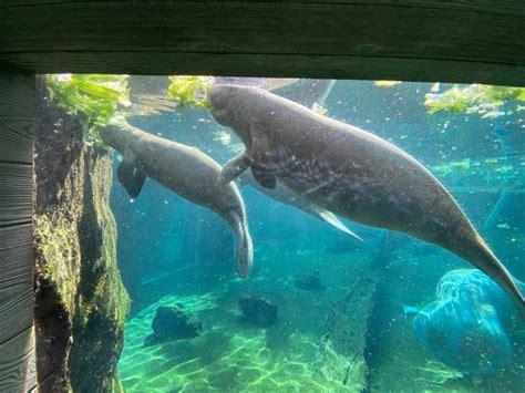 Zootampa Transfers 3 Orphaned Manatees To Cincinnati Zoo To Prepare For