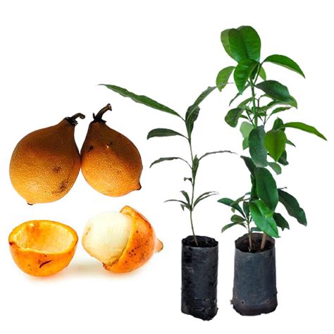 Achachairu E Bacupari - Combo Com Mudas De Achachairu Boliviano E Bacupari - Green Commerce