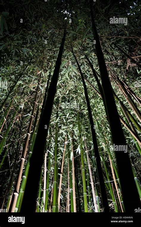 Bamboo Forest Uplit High Contrast Stock Photo Alamy