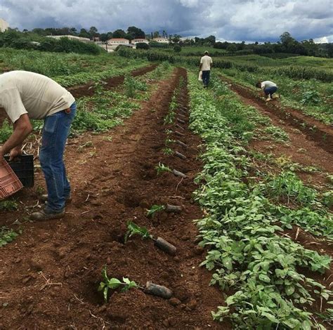 Dicas Para O Plantio De Café 2024