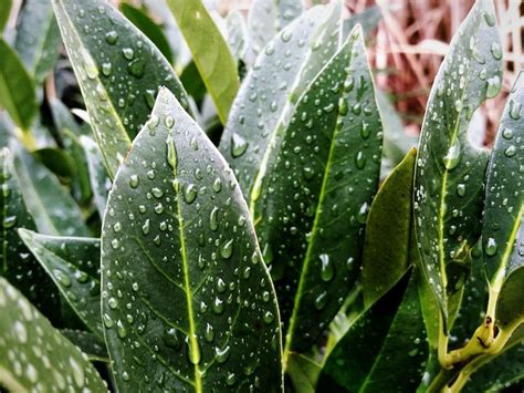 Premium Photo Close Up Of Wet Green Leaves