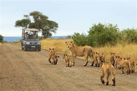 Days Mid Range Safari To Lake Manyara And Ngorongoro Crater