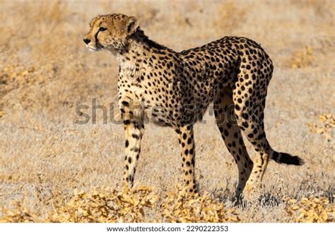 Cheetah In Habitat: Over 3,671 Royalty-Free Licensable Stock Photos ...