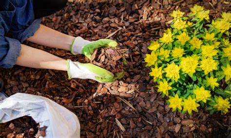 20 Natural Weed Control Tips For Your Garden And Lawn Hardy Garden