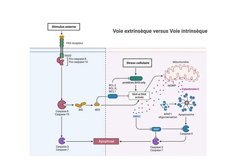 Les Voies De Signalisation De L Apoptose Rn Bio