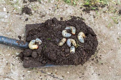 Use Beneficial Nematodes To Combat Insect Pests Gardener S Path