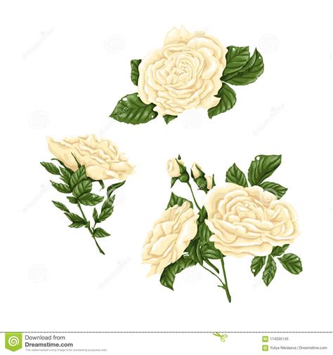 Sistema De Las Rosas Blancas De Los Ramos De Las Flores Y De Los Brotes Stock De Ilustración