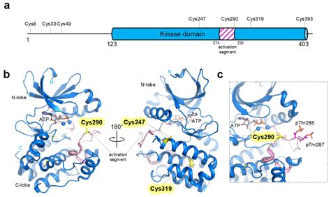 Antioxidants Free Full Text Aurora Kinase A Regulation By Cysteine