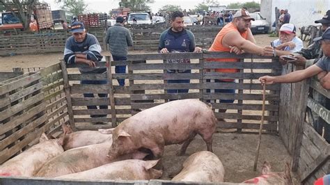 Muitos Su Nos Em Cachoeirinha Pe Al M De Caprinos E Ovinos