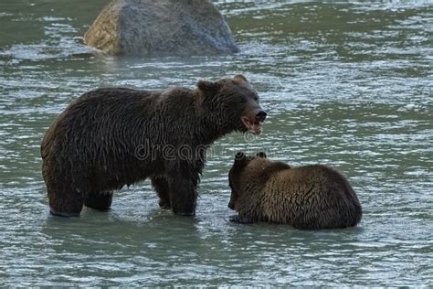 Grizzlys Fishing Salmon in the River in Alaska Stock Image - Image of mammal, heavy: 257995753