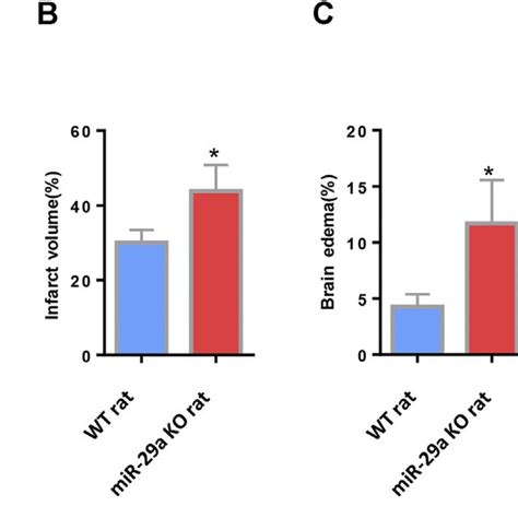 Mir A Knockout Enhanced Infarct Volume And Edema Volume In Mcao