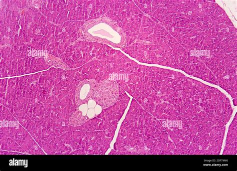 El Páncreas Es Una Glándula Doble Endocrina Y Exocrina Fotomicrografía Fotografía De Stock Alamy