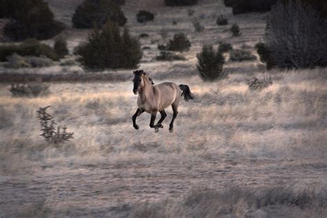 General 3 — Spanish Mustang Foundation