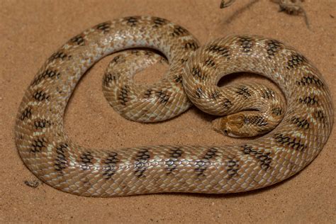 Awl headed Snake Lytorhynchus diadema נחש חולות Negev de Ron