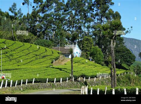 visit  famous tea plantations  munnar stock photo alamy