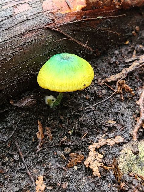 A Yellow Mushroom Sitting On The Ground Next To A Log