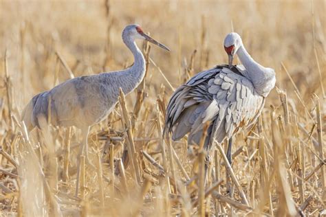 Sandhill Crane Hunting Trips | Book Online | HuntAnywhere.com