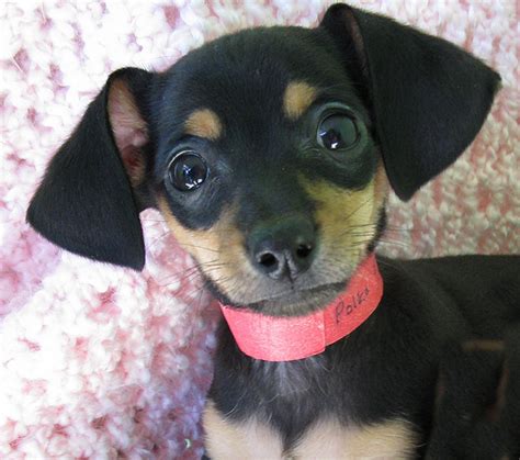 Picture Of A Dachshund: Chihuahua And Dachshund