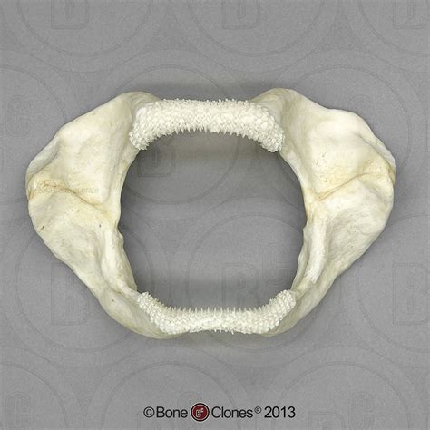 Zebra Shark Jaw - Bone Clones - Osteological Reproductions