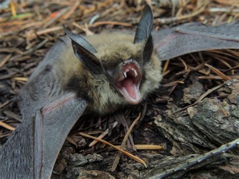 Disturbing Bats During The Day at Susie Branch blog