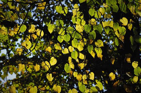 10 Species Of Linden Trees For Your Landscape