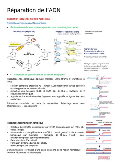 18 Réparation de l ADN Réparation de lADN Réparation indépendante