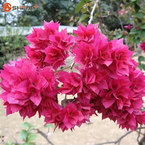 Mix Color Bougainvillea Spectabilis Willd Seeds Bonsai Flower 100