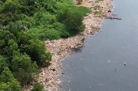 Caritau Penjaga Kawasan Sebut Tumpukan Sampah Di Hutan Mangrove