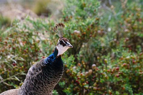 Close-Up Shot of a Peacock · Free Stock Photo