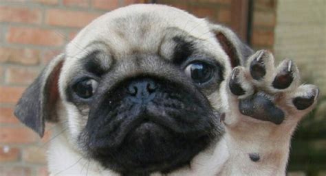 15 Funny Pugs That Will Save You From The Autumn Blues in a Short Time ...