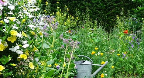 Pollinator Garden Tips For Attracting Bees & More