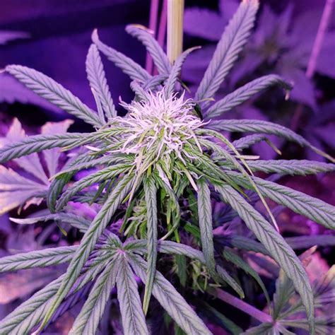 ILGM Northern Lights Autoflower Grow Diary Journal Week6 By Hurricane