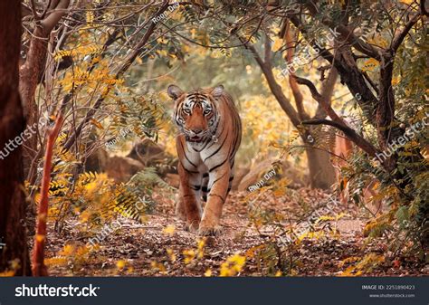 Majestic Bengal Tiger Bannerghatta National Forest Stock Photo