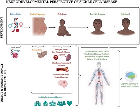 Frontiers Mind The Gap Trajectory Of Cognitive Development In Young