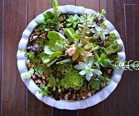 DIY Succulent Container Garden - My Uncommon Slice of Suburbia