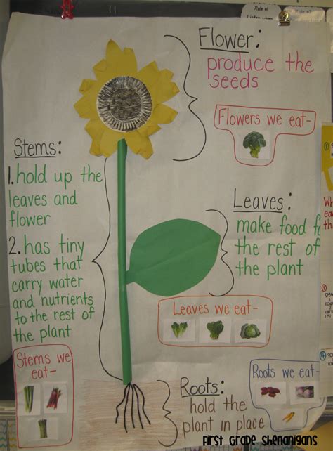 Plants First Grade Shenanigans