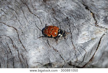 Beetles Variety Colors Image & Photo (Free Trial) | Bigstock