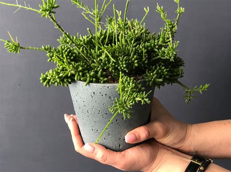 Рипсалис: уход и выращивание в домашних условиях