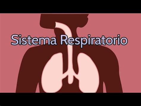 Sistema Respiratorio Fortalecimiento Cuántico YouTube