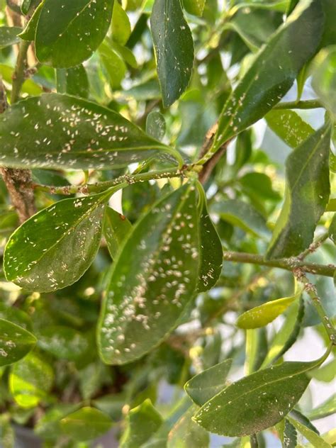 Plante Ornamentale De Exterior Paduchi Albi Pe Frunze Si Ramuri