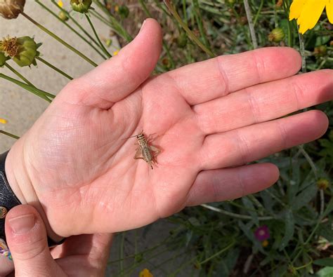 Crickets tell the temperature in warm weather | Missouri Department of ...