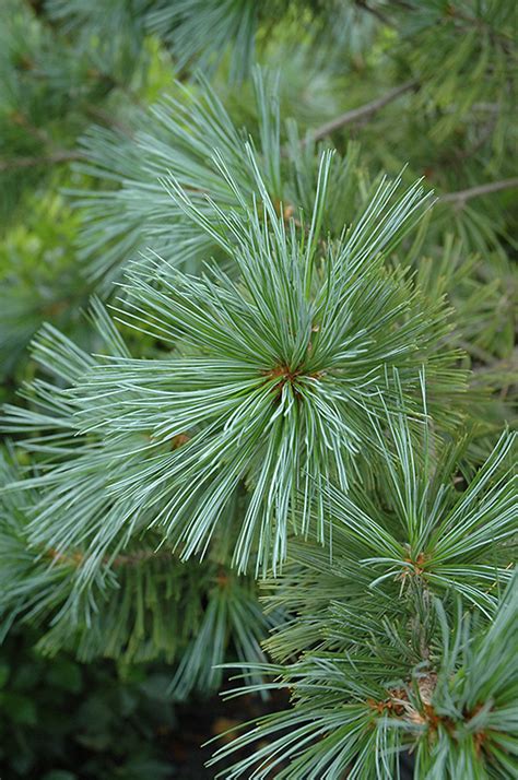 Vanderwolf's Pyramid Pine (Pinus flexilis 'Vanderwolf's Pyramid') in ...