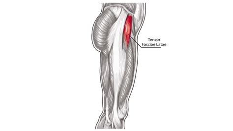 Tensor Fascia Lata Pain