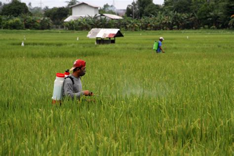 Fenomena El Nino Dinilai Tidak Ganggu Produksi Petani