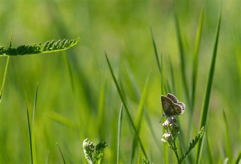 Vals Bruin Blauwtje - H en M naturepics
