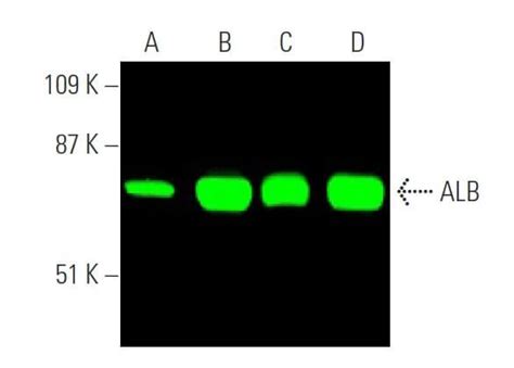 ALB Albumin Antibody F 8 SCBT Santa Cruz Biotechnology