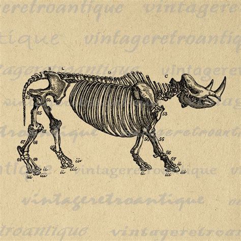 Printable Rhino Skeleton Diagram