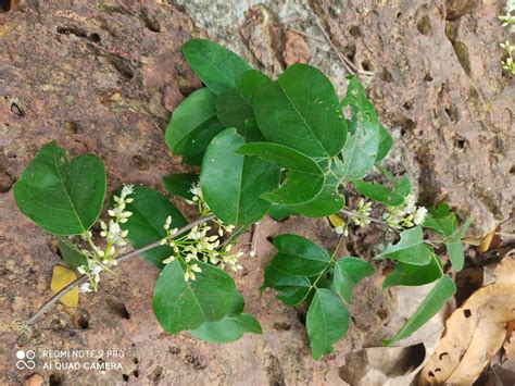 Rourea EFlora Of India