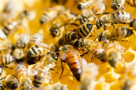 How One Couple Turned a Bee Infestation into a Honey Business