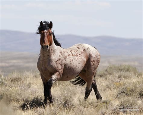 Wild Horses: BLM Backs Down from Plans to Sterilize Two Wyoming Wild ...